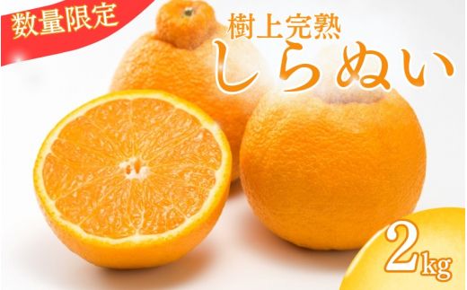 【先行予約】【数量わずか】樹上完熟しらぬい（不知火） 約2kg(6個) 秀品 2025年2月中旬～2025年3月中旬頃に順次発送予定（お届け日指定不可）/ 和歌山 みかん しらぬい  【kgr005】