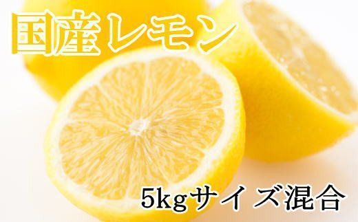 【産直】和歌山産レモン約5kg（サイズ混合）※2026年3月下旬～2026年5月上旬頃に順次発送【tec505B】