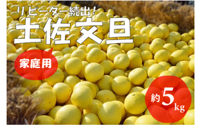 【2026年発送】（家庭用）土佐文旦（約5kg/8～12玉）　フルーツ 果物 新鮮 産直