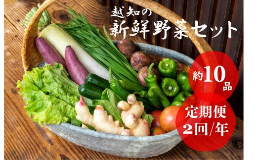 越知産市の季節の野菜セット(年2回発送)　産地直送　旬野菜