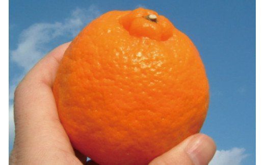 ポンカン 約5kg / サイズおまかせ　※2026年1月下旬～2026年2月下旬頃に順次発送予定(お届け日指定不可)　紀伊国屋文左衛門本舗　【sgtb451B】