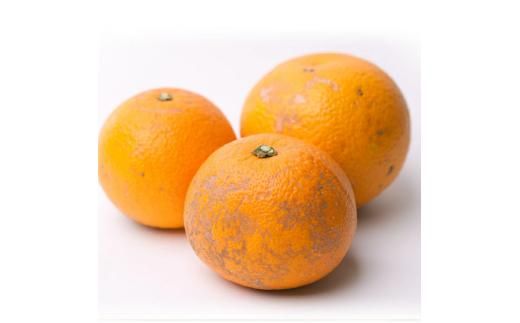 【先行予約】家庭用はっさく1kg+250g（傷み補償分）＜１月より発送＞/ みかん ミカン 有田みかん 柑橘 フルーツ 果物 和歌山 オレンジ【ikd223】