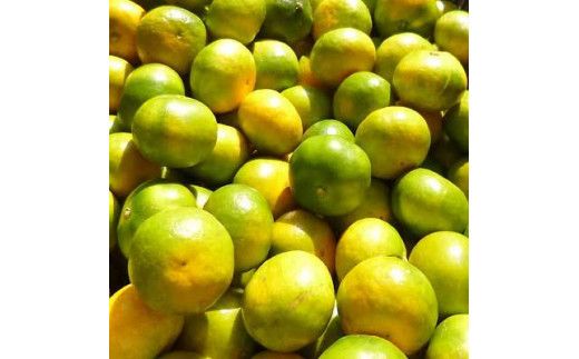 【2026年秋頃発送予約分】＼光センサー選別／ 【農家直送】こだわりの極早生みかん 約2kg 【数量限定】 有機質肥料100% サイズ混合 ※2026年10月～11月に順次発送予定（お届け日指定不可） 有田産【nuk170B】