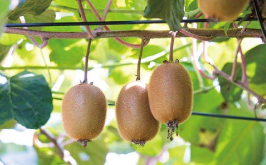 【人気】和歌山県産　厳選! 濃厚キウイフルーツ　秀品　24～36玉　(約3.6kg)【ard015C】