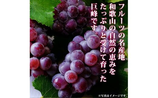 紀州和歌山産の種なし巨峰ぶどう２房（約800g〜1kg）※2025年8月上旬頃〜2025年9月上旬頃に順次発送予定 / ぶどう ブドウ 葡萄 種無し フルーツ 果物 くだもの【uot814】 