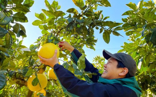 【先行予約】 【訳あり】 八代市産 晩白柚 1玉 柑橘 果物 フルーツ 熊本県産 【2024年12月上旬より順次発送】