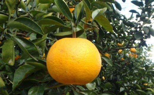 【手選果】有田産の八朔10kg（SまたはMサイズいずれかお届け）＜2027年1月下旬～2027年2月下旬頃＞ [tec845A]