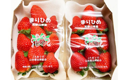 【来シーズン先行予約】紀州和歌山ブランドいちご「まりひめ」約２８０ｇ×２Ｐ※2026年1月上旬頃～2026年3月上旬頃順次発送（お届け日指定不可）【uot759】