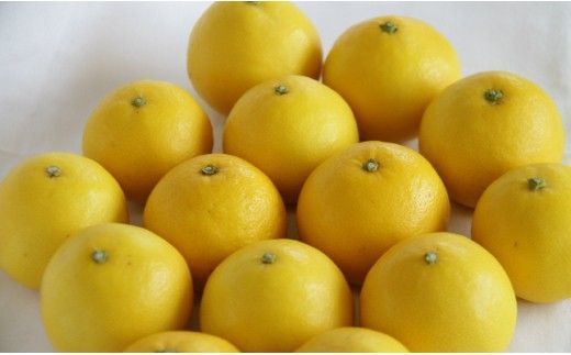 【2026年3月より順次配送】小夏(日向夏) 高知県 5kg 甘酸っぱさがギュッと詰まった ku-0049