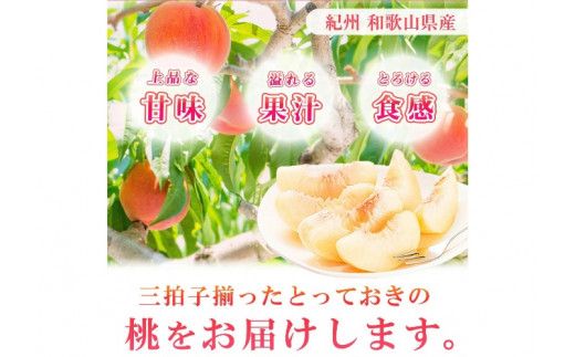 紀州和歌山産の桃　１５玉　化粧箱入 ※2025年6月下旬～2025年8月上旬頃順次発送（お届け日指定不可）【uot780A】