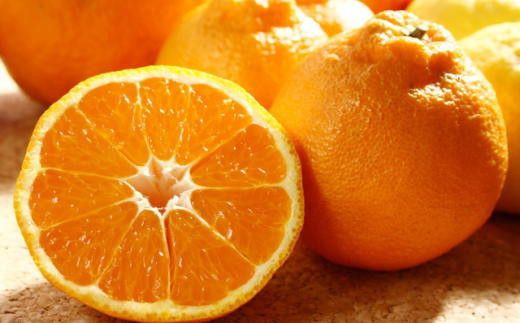 【濃厚】有田の不知火約5kg（18玉～28玉おまかせ） ※2026年2月中旬～2026年4月中旬頃に順次発送予定（日付指定不可）【tec860A】