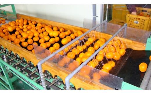 有田みかんの味皇（あじおう）180ml×12本【kjk101】