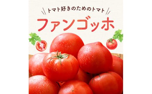 【先行予約：2026年7月下旬頃より発送】NicoFarm ファンゴッホ（中玉トマト）1Kg_Y124-0017