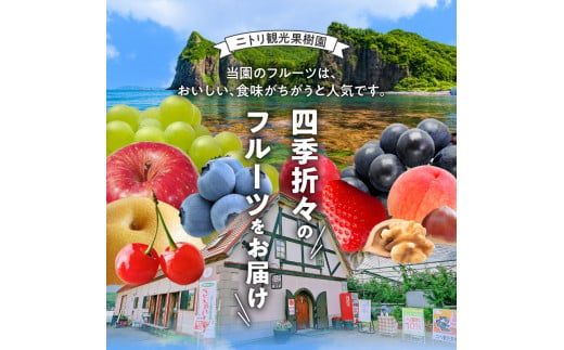 【2024年9月中旬以降発送】フルーツ王国余市産「ナイアガラ・キャンベル」2kg_Y074-0106