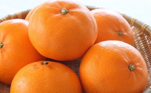  一度は食べていただきたい「有田産のせとか」約4～5kg（サイズおまかせ）※2026年2月中旬～2026年3月上旬頃に順次発送【tecj1024】 