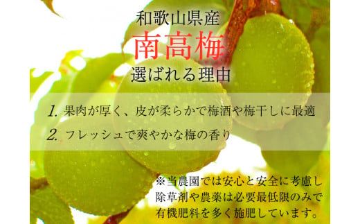 【梅干・梅酒用】大玉4Lサイズ2Kg熟南高梅 赤秀品＜2025年6月上旬～7月上旬ごろに順次発送予定＞【art023】