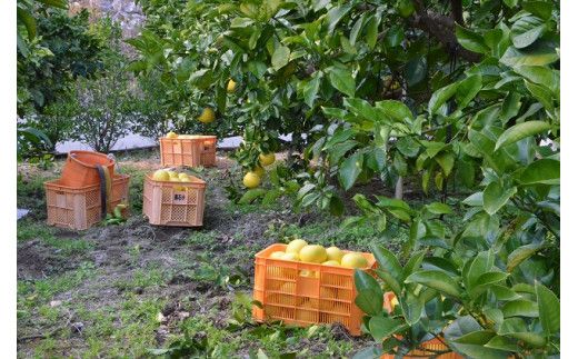 【2026年発送】（家庭用）土佐文旦（約5kg/8～12玉）　フルーツ 果物 新鮮 産直