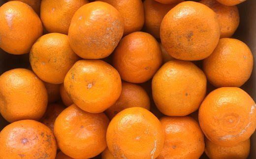 [訳あり規格]和歌山有田みかん10kg（S～Lサイズおまかせ）※2025年11月中旬～2026年1月中旬頃に順次発送予定【tec830A】