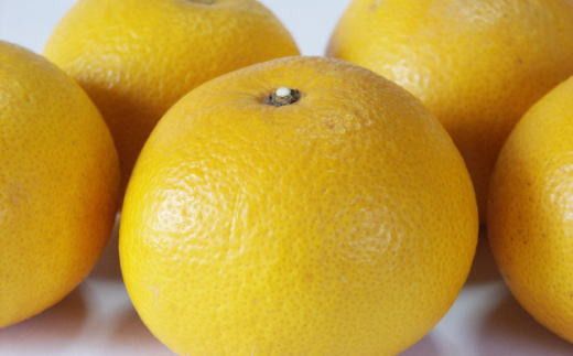 【手選果・訳あり】有田産の八朔10kg（サイズ混合）＜2027年1月下旬～2027年2月下旬頃に順次発送＞【tec847A】