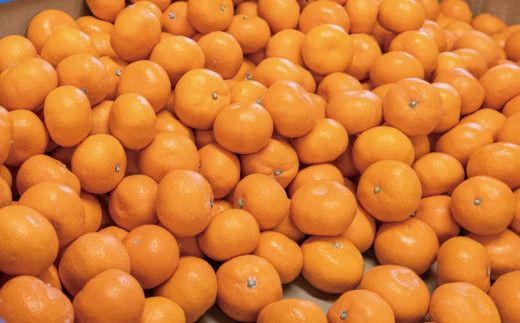 こだわりの和歌山県産 有田みかん 5kg（S～Lサイズおまかせ） ひとつひとつ手選別で厳選！生産者から直送 【2026年11月下旬～2027年1月中旬ごろに順次発送予定】 | みかん フルーツ 果物 くだもの 有田みかん 蜜柑 柑橘【hdm005】