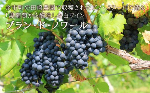 【北海道ワイン】 田崎ヴィンヤード ピノ・ノワール ブラン・ド・ノワール 2021 【余市のワイン】 限定醸造 国産ワイン 北海道産ワイン 余市町産ワイン 白ワイン 辛口 GI北海道認定ワイン お酒 