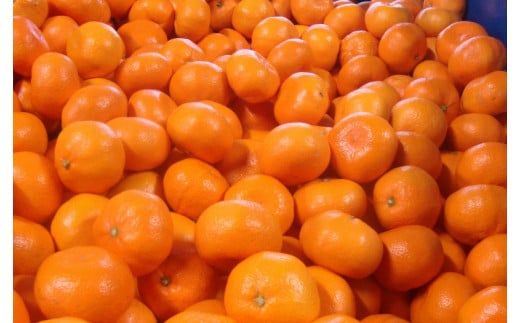 【2026年1月発送】＼光センサー選別／農家直送 こだわりの有田みかん 約6kg＋250g(傷み補償分) 【ご家庭用】 みかん ミカン 有田みかん 温州みかん 柑橘 有田 和歌山 ※北海道・沖縄・離島配送不可/みかん ミカン 有田みかん 温州みかん 柑橘 有田 和歌山 産地直送【nuk102-01】