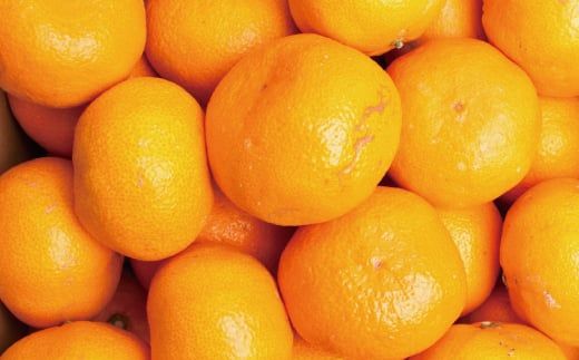 家庭用 大きな 有田 みかん (2L以上混合) 10kg+250g ※11月発送 / 温州みかん 有田みかん 訳あり 甘い 光センサー選果 果物 柑橘 和歌山 ※北海道・沖縄・離島への配送不可 【ikd004-cl-10-novB】