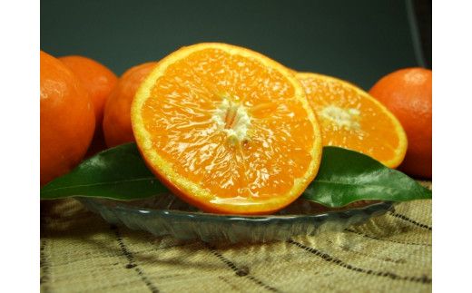 セミノールオレンジ 約5kg/サイズおまかせ　※2026年4月中旬～2026年5月下旬頃に順次発送予定(お届け日指定不可)　紀伊国屋文左衛門本舗　【ntbt481B】