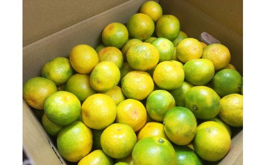 【先行予約】紀州和歌山有田産ゆら早生みかん 5㎏　※2026年10月下旬頃〜11月上旬頃に順次発送（お届け日指定不可）【uot721】