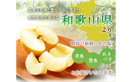 紀州和歌山産の梨 3玉 化粧箱入 ※2025年8月下旬頃～9月上旬頃に順次発送 ※日付指定不可 梨 なし ナシ 果物 くだもの フルーツ 甘い【uot787】