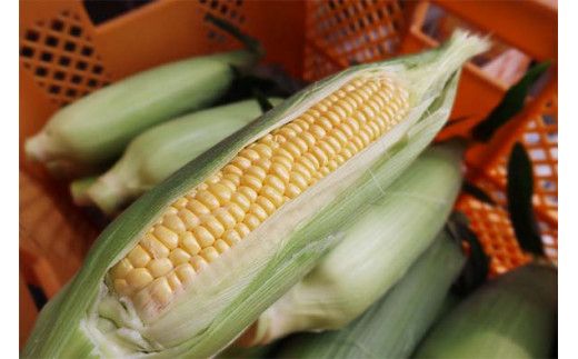 【2026年発送 先行受付】【期間限定】山中さんの朝採れ　スイートコーン