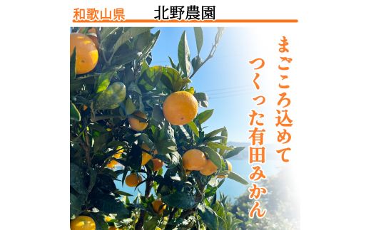 【1月発送】秀品 有田みかん 和歌山県産  S～Lサイズ 大きさお任せ 3kg / みかん フルーツ 果物 くだもの 有田みかん 蜜柑 柑橘【ktn001A-1】