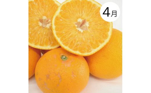 【４か月定期便】和歌山産そだちの野菜とフルーツ定期便♪（八朔・トマト・すいか・桃）【tkb135】