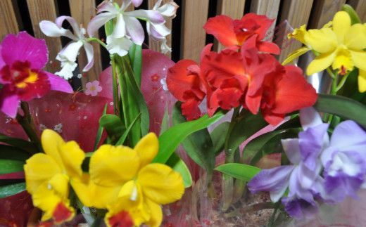 898.ミニ・ミディカトレア3種寄せ植え（A898-1）