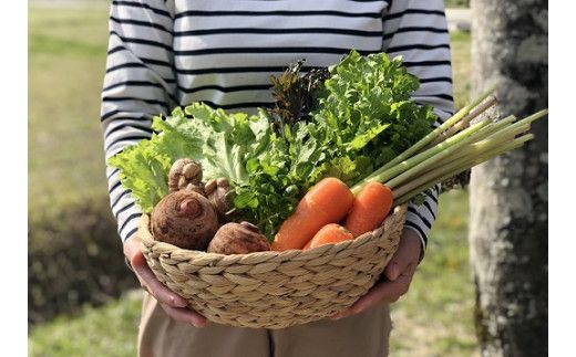 越知産市の季節の野菜セット(年2回発送)　産地直送　旬野菜