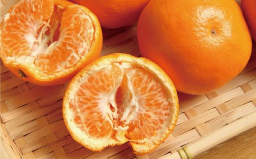 和歌山有田の濃厚はるみ　約5kg (Lサイズ)※2027年1月下旬～2月中旬順次発送予定【ard009C】