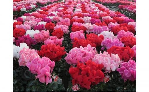シクラメン 10号鉢（30cm） ますだ農園 【お届け：11月～12月】 花 植物 フラワー F4N-1401