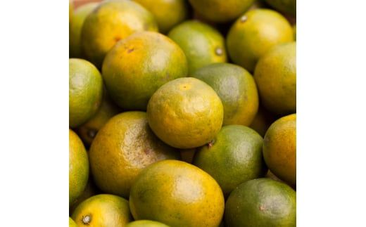 家庭用 有田 みかん サイズ混合(2S～2L) 5kg+250g ※10月発送(極早生) / 温州みかん 有田みかん 訳あり 甘い 光センサー選果 果物 柑橘 和歌山 ※北海道・沖縄・離島への配送不可 【ikd003-cm-5-oct】