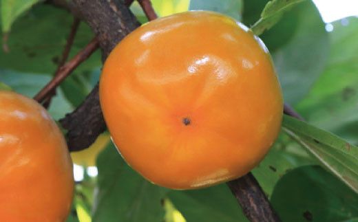 【秋の美味】【和歌山ブランド】 濃厚たねなし柿　秀品　L～4Lサイズ　約7.5kg入り【ard012C】