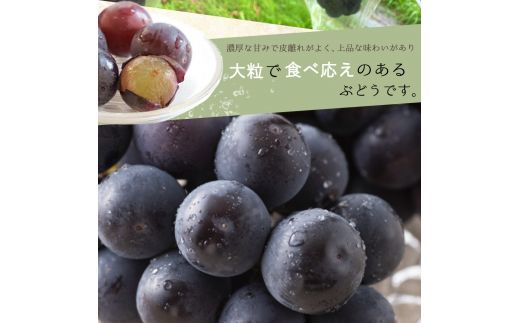 紀州和歌山産 ピオーネ 約2kg ※2025年8月下旬～9月上旬頃に順次発送 ※日付指定不可 ぶどう ブドウ 葡萄 果物 くだもの フルーツ【uot781】