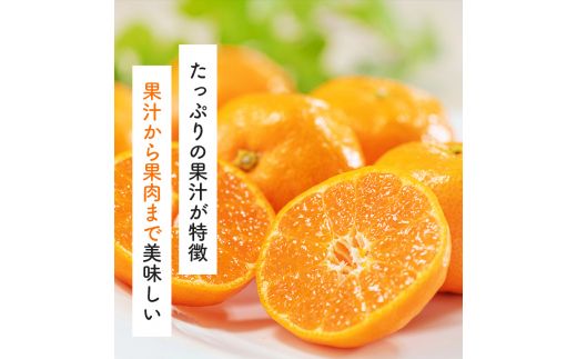 【12月発送】有田育ちのご家庭用完熟 有田みかん 6kg＋300g【ard186A-2】