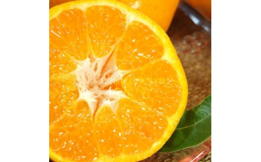 はるみ 約4kg/サイズおまかせ　※2026年1月下旬～2026年3月中旬頃に順次発送予定(お届け日指定不可)　紀伊国屋文左衛門本舗　【ntbt460B】