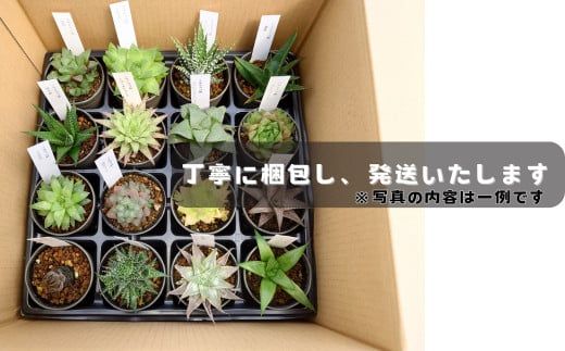 960.人気のハオルチア16種詰め合わせ（A960-2）