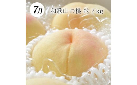【3か月定期便】和歌山産フルーツ定期便！人気の桃・梨・ピオーネ　旬のフルーツを毎月お届け♪【tkb114】