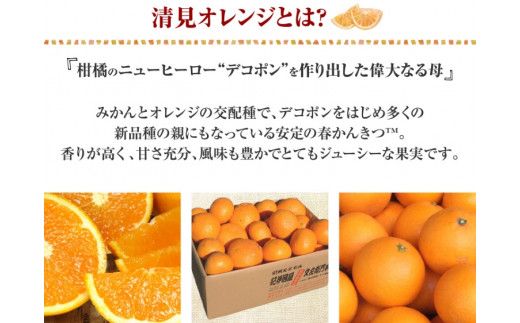 清見オレンジ約5kg/果実サイズおまかせ ※2025年2月中旬～2025年4月下旬頃に発送予定　紀伊国屋文左衛門本舗【ntbt400A】