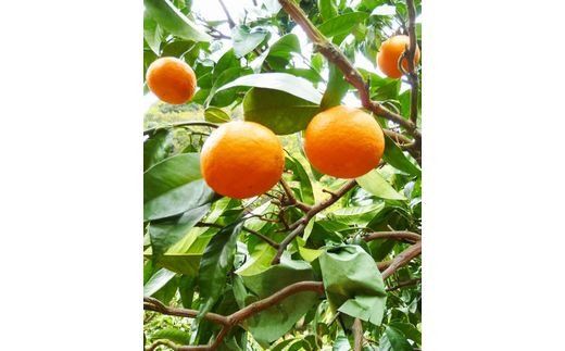 初夏のみかん　なつみ5kg【予約】※2026年4月中旬頃～2026年4月下旬頃に順次発送予定(お届け日指定不可) みかん ミカン 蜜柑 フルーツ【uot501-2】