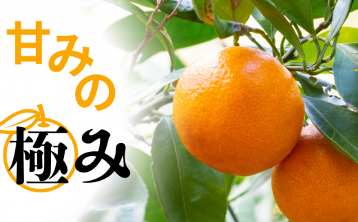 【先行予約】秀品 「紅娘」 温州 みかん 山下紅早生 10kg 【S~2Lサイズおまかせ】【2026年11月下旬～2026年12月中旬までに順次発送】＜味好農園＞ /温州みかん みかん 蜜柑 柑橘 山下早生 早生 秀品 紅早生 フルーツ 果物 くだもの 希少【agy004-beni-10】