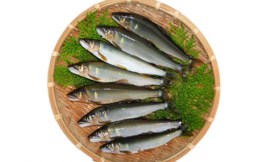 （2026年先行受付）高知県仁淀川の天然鮎　約500ｇ