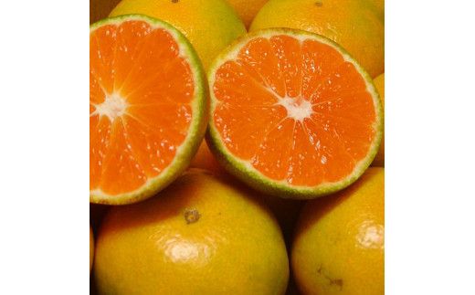 濃厚な味わい ご家庭用 ゆら早生みかん約7kg　サイズ混合【10月上旬より発送】希少品種《有機質肥料100％》※2026年10月上旬～11月より順次発送予定【nuk002F】