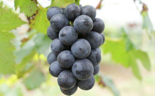 【新鮮・産直】和歌山かつらぎ町産たねなしピオーネ約2kg　※2025年8月中旬～2025年9月中旬頃順次発送【tec500B】